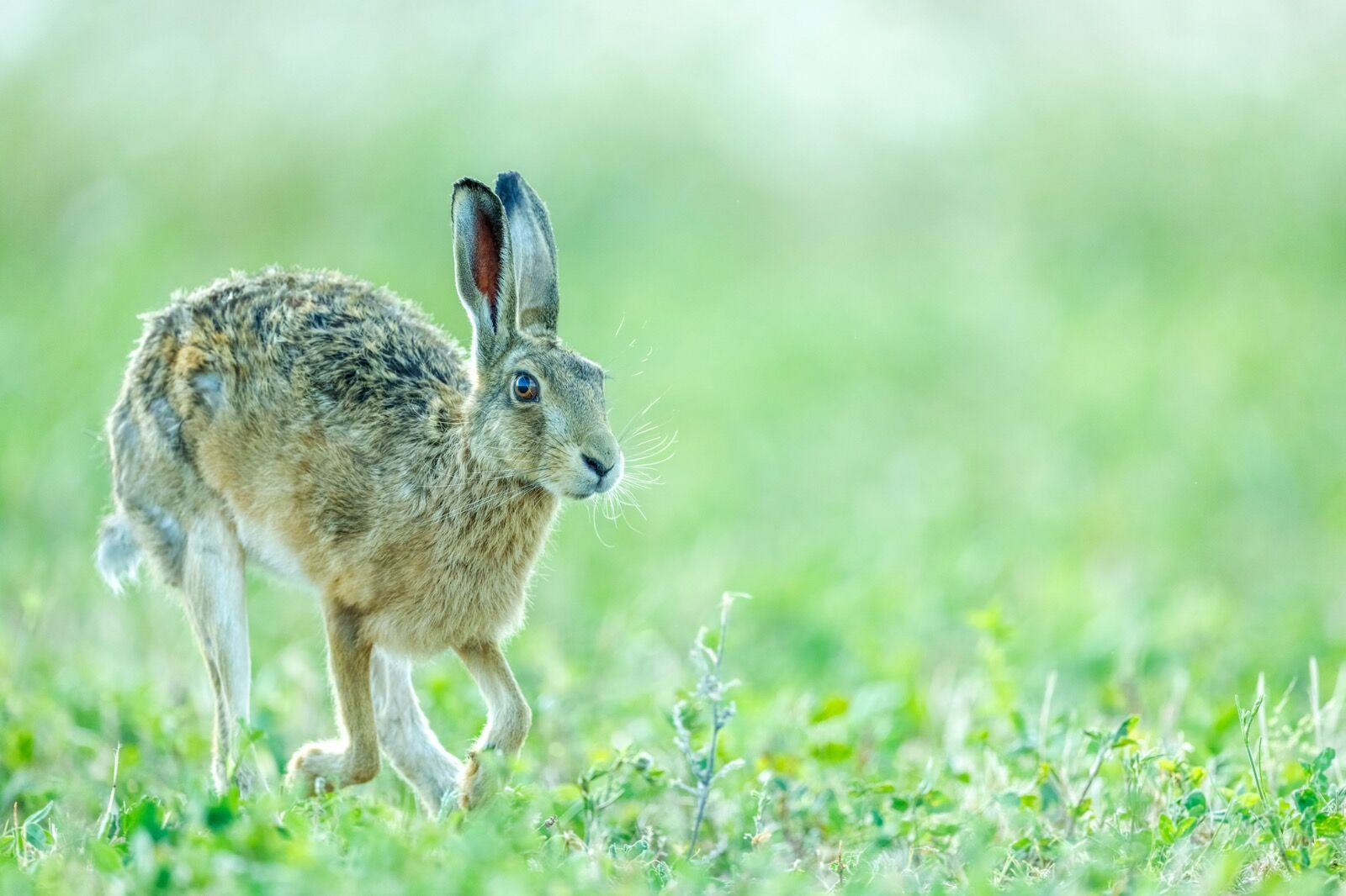 European hare, Lepus europaeus