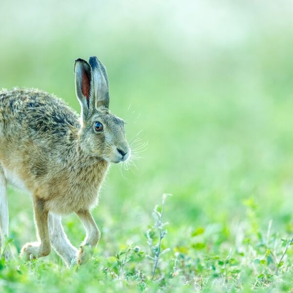 European hare, Lepus europaeus
