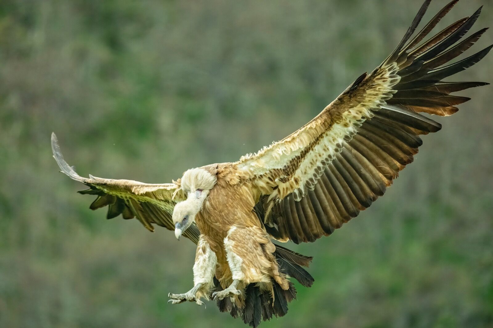 Eurasian griffon, Gypus fulvus