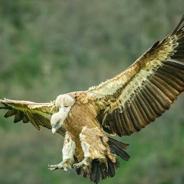 Eurasian griffon, Gypus fulvus