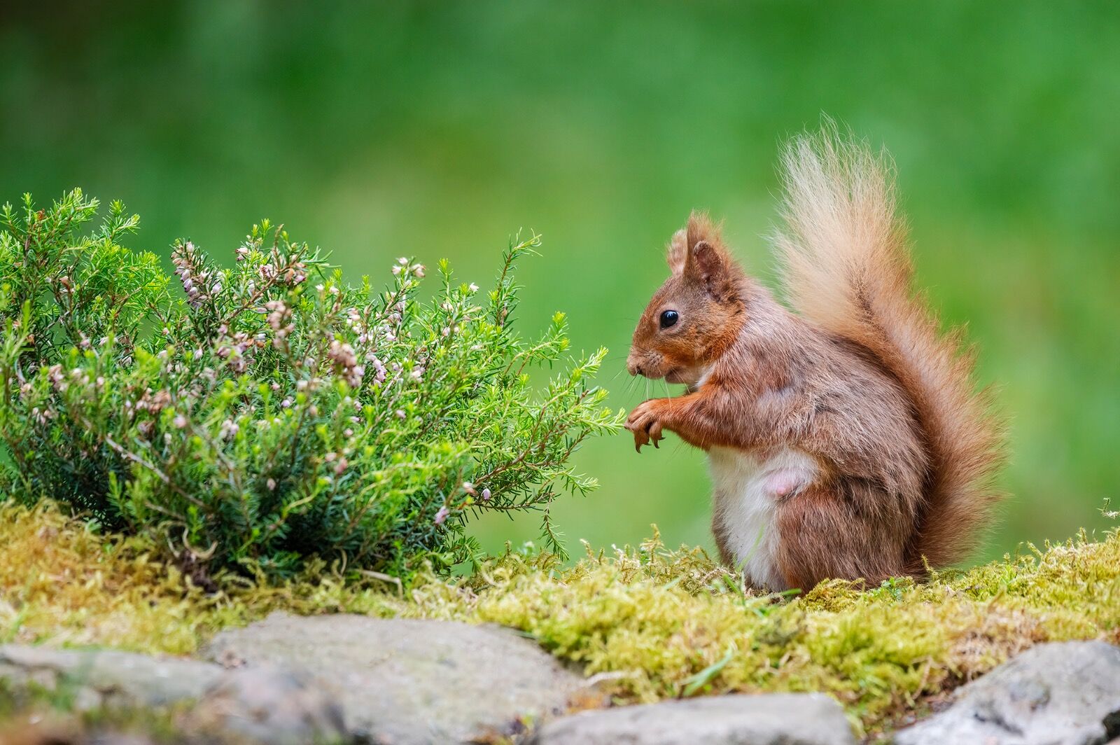Red Squirrel, Sciurus vulgaris,
