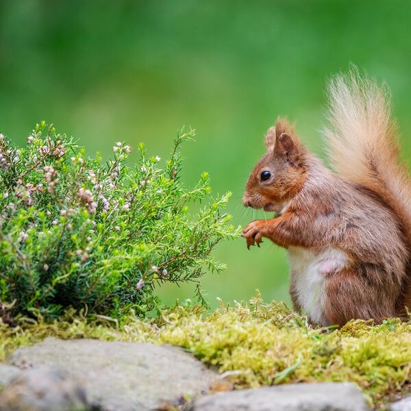 Red Squirrel, Sciurus vulgaris,