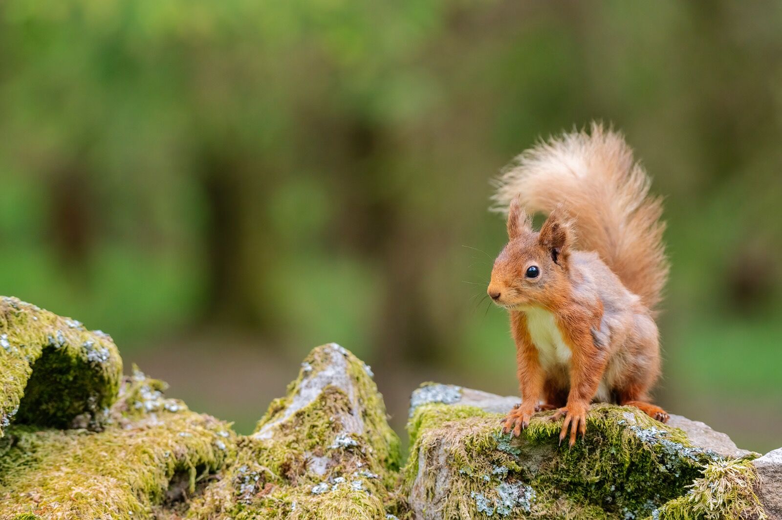 Red Squirrel; Sciurus vulgaris