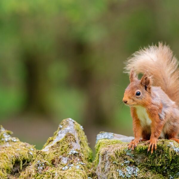 Red Squirrel; Sciurus vulgaris