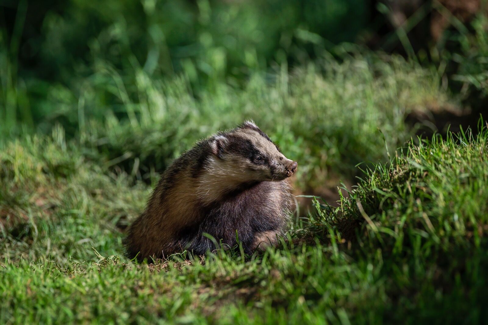European badger, Meles meles