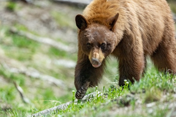 North American Mammals
