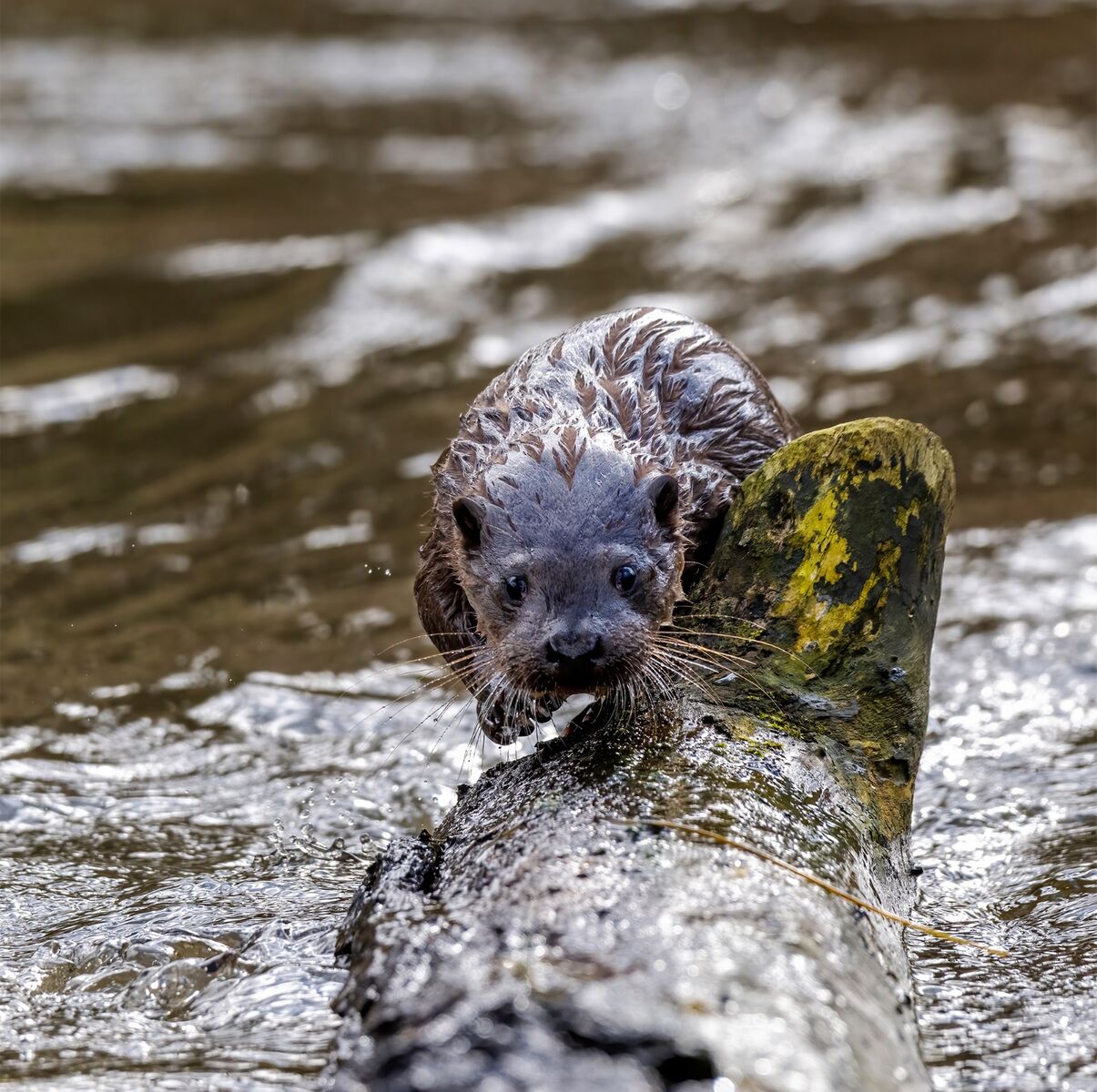 European otter, Lutra lutra