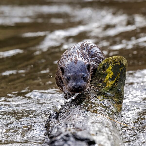 European otter, Lutra lutra