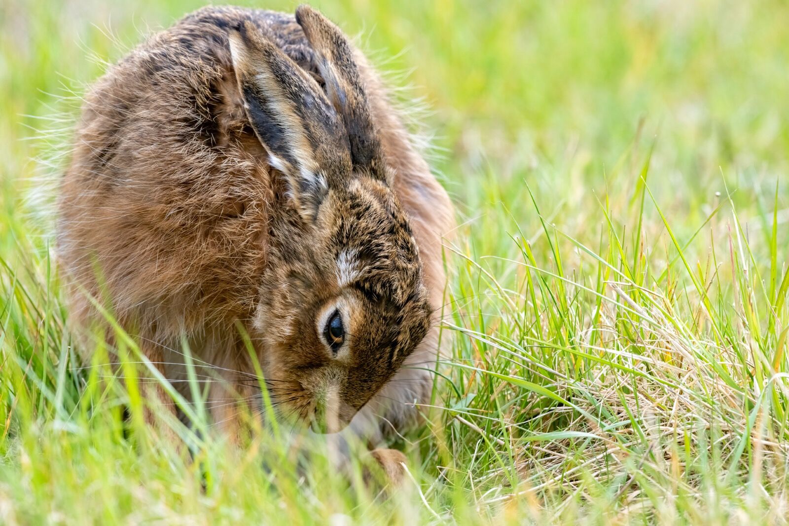 European or Brown hare, Lepus europaeus