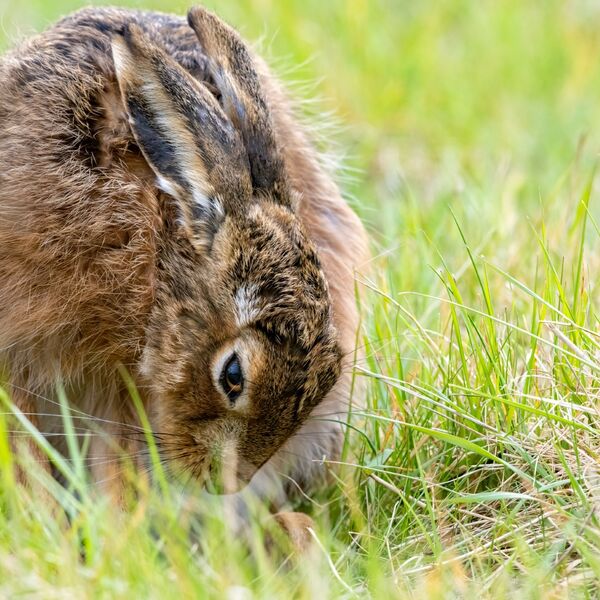 European or Brown hare,  Lepus europaeus
