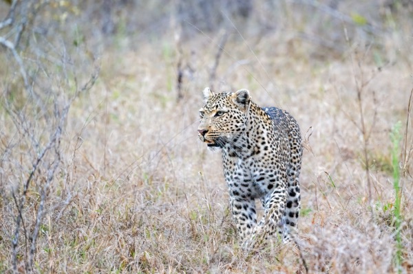 African mammals