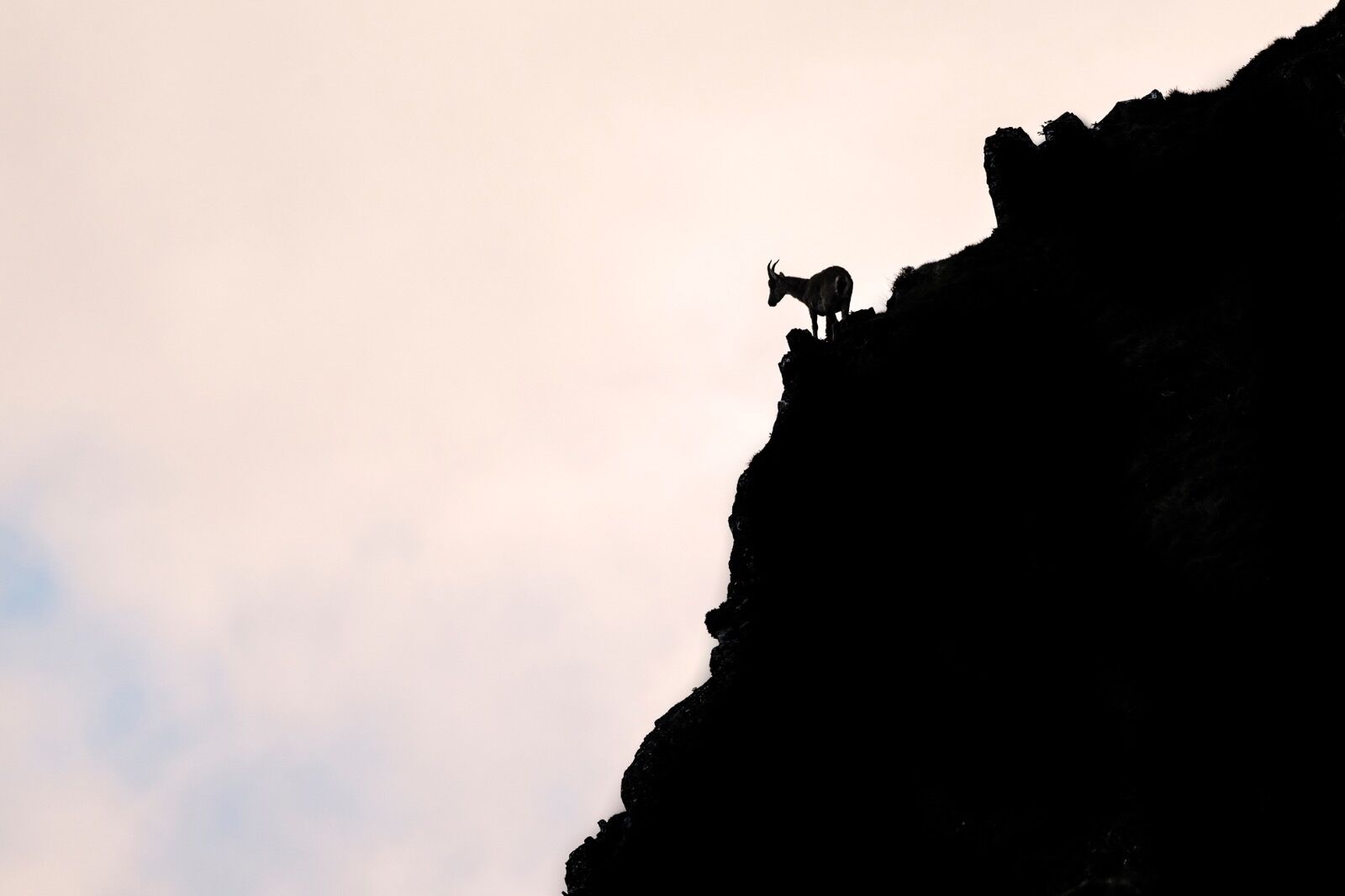 European Mouflon (female), Ovis Aries musimon,