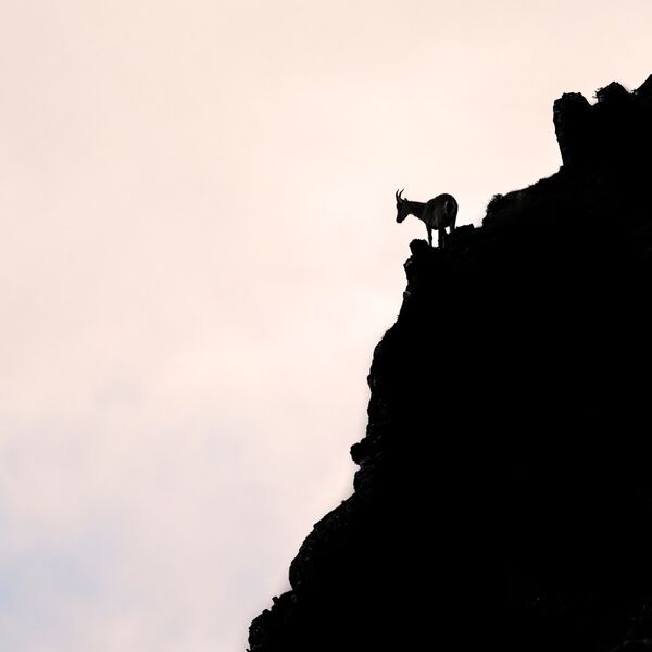 European Mouflon (female), Ovis Aries musimon,