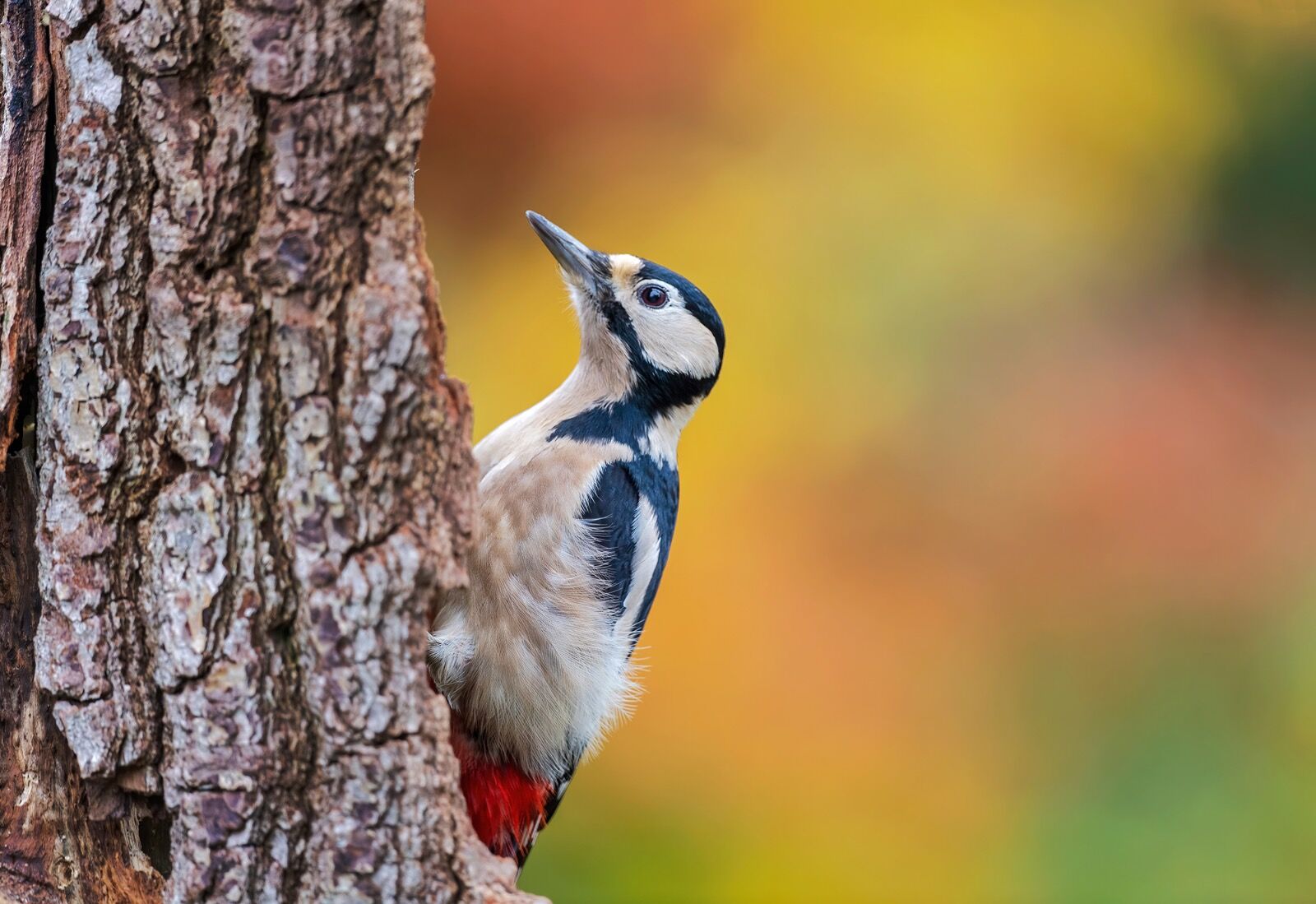 Great spotted woodpecker, Dendrocopus major