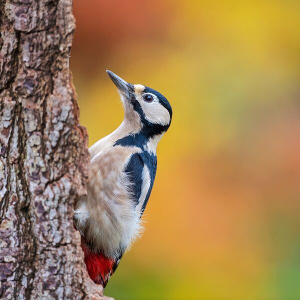 Great spotted woodpecker, Dendrocopus major