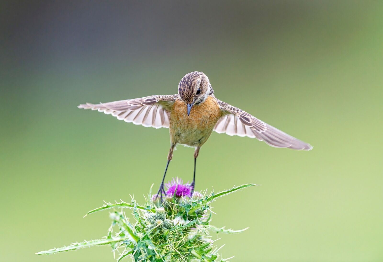 Stonechat, Saxicola rubicola