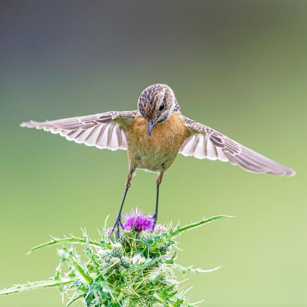 Stonechat, Saxicola rubicola