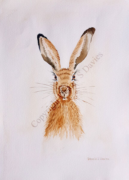 Hare Today, Gone Tomorrow