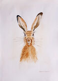 Hare Today, Gone Tomorrow