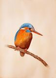 Kingfisher (Prints Available)