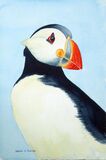 Puffin Hard