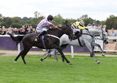 Paul Fergusons Jumpers To Follow Handicap Chase