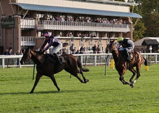 Zoo Accounting Open 'NH' Flat Race