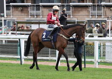 Oddschecker Warwick Mares' Hurdle