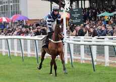 Oddschecker Kingmaker Novices' Chase