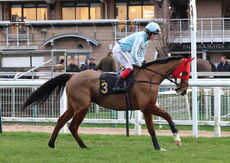 Oddschecker Handicap Hurdle