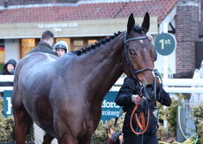 Betano Mares' Open NH Flat Race