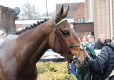 Oddschecker Conditional Jockeys Handicap Hurdle