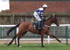 Royal Pug Handicap Hurdle