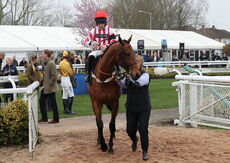 Oddschecker Handicap Hurdle