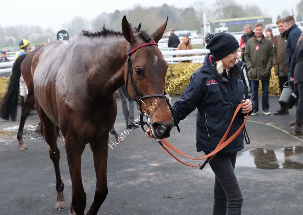 Black Pug Open NH Flat Race