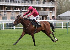JCB Tele-Handler NH Flat Race