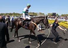 John Sillett Memorial Handicap Hurdle