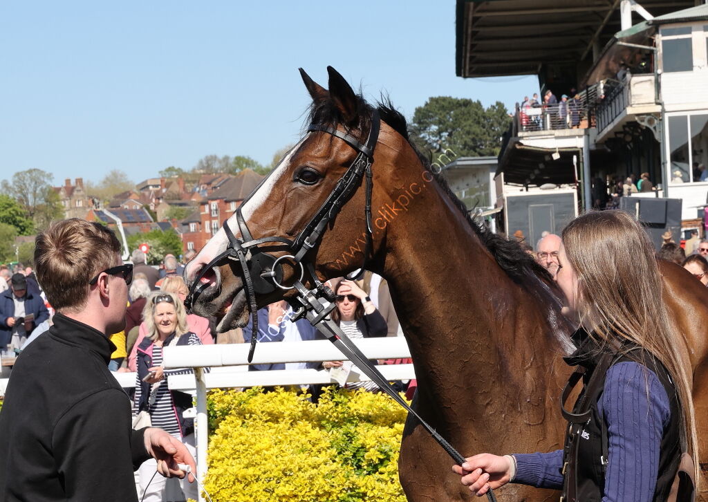 Sporting Agenda Challenger Series Mares' Chase Final