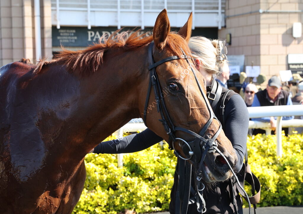 KTDA Mares' Challenger Series Final Handicap Hurdle