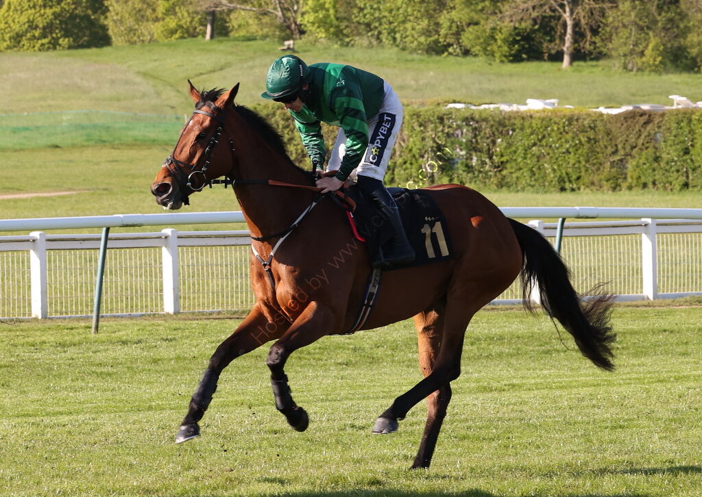 Molly Ollys Open NH Flat Race