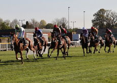 Molly Ollys Open NH Flat Race