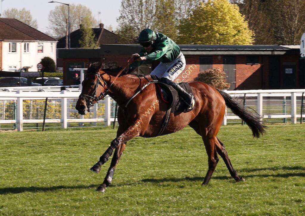 Molly Ollys Open NH Flat Race