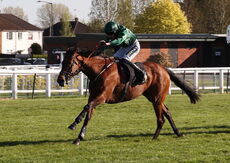 Molly Ollys Open NH Flat Race