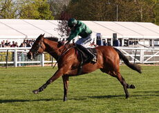 Molly Ollys Open NH Flat Race