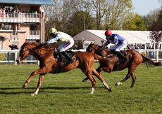 Molly Ollys Open NH Flat Race