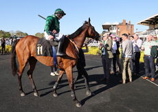 Molly Ollys Open NH Flat Race