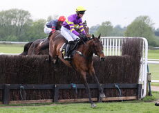 GB Pointing Open Hunters' Chase