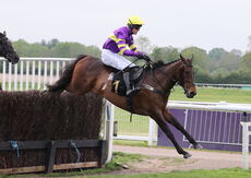 GB Pointing Open Hunters' Chase