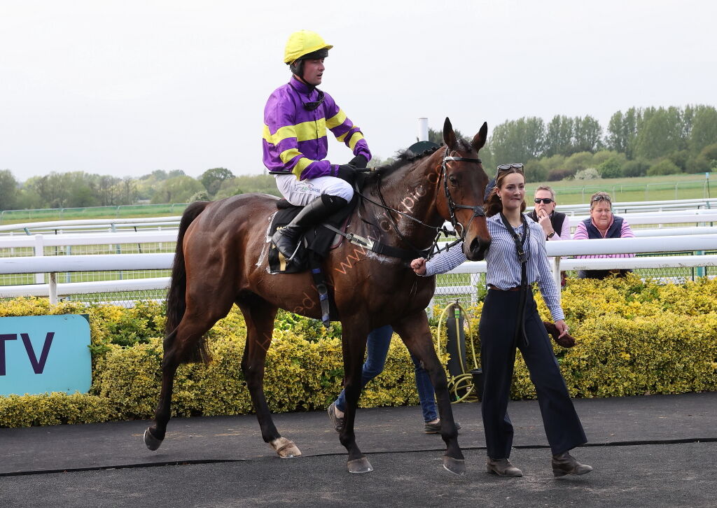 GB Pointing Open Hunters' Chase