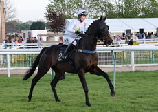 Foran Equine Open Hunters' Chase
